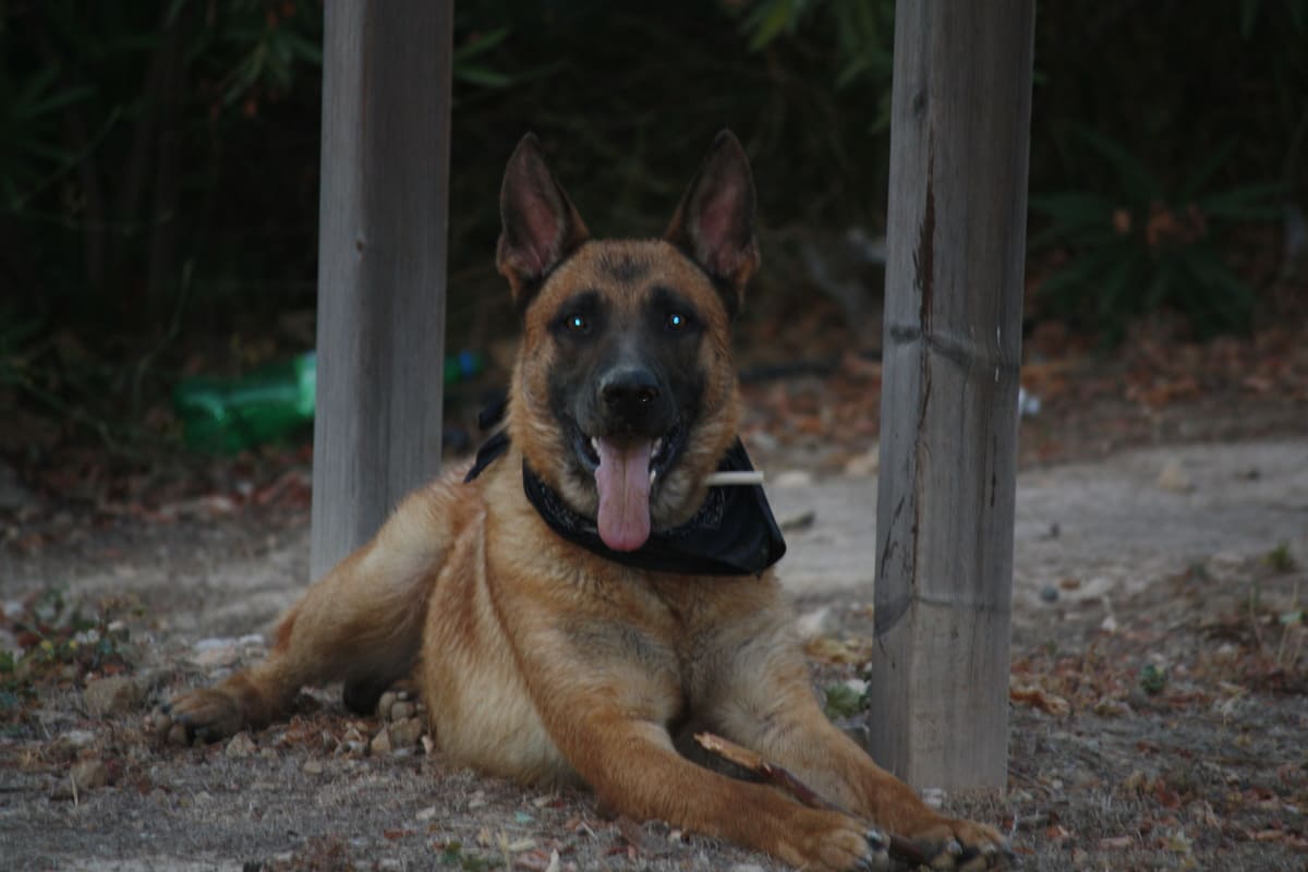 2009_0829tinabodayperros0063