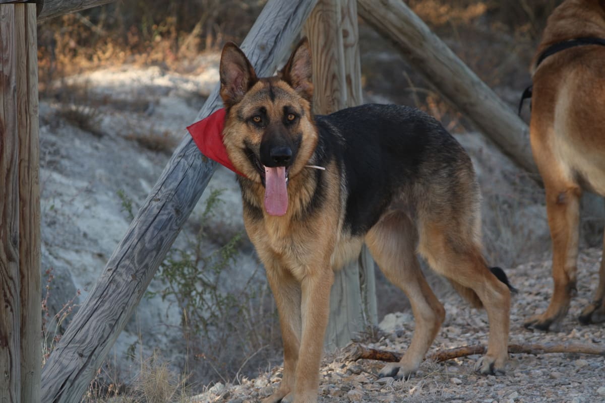 2009_0829tinabodayperros0081