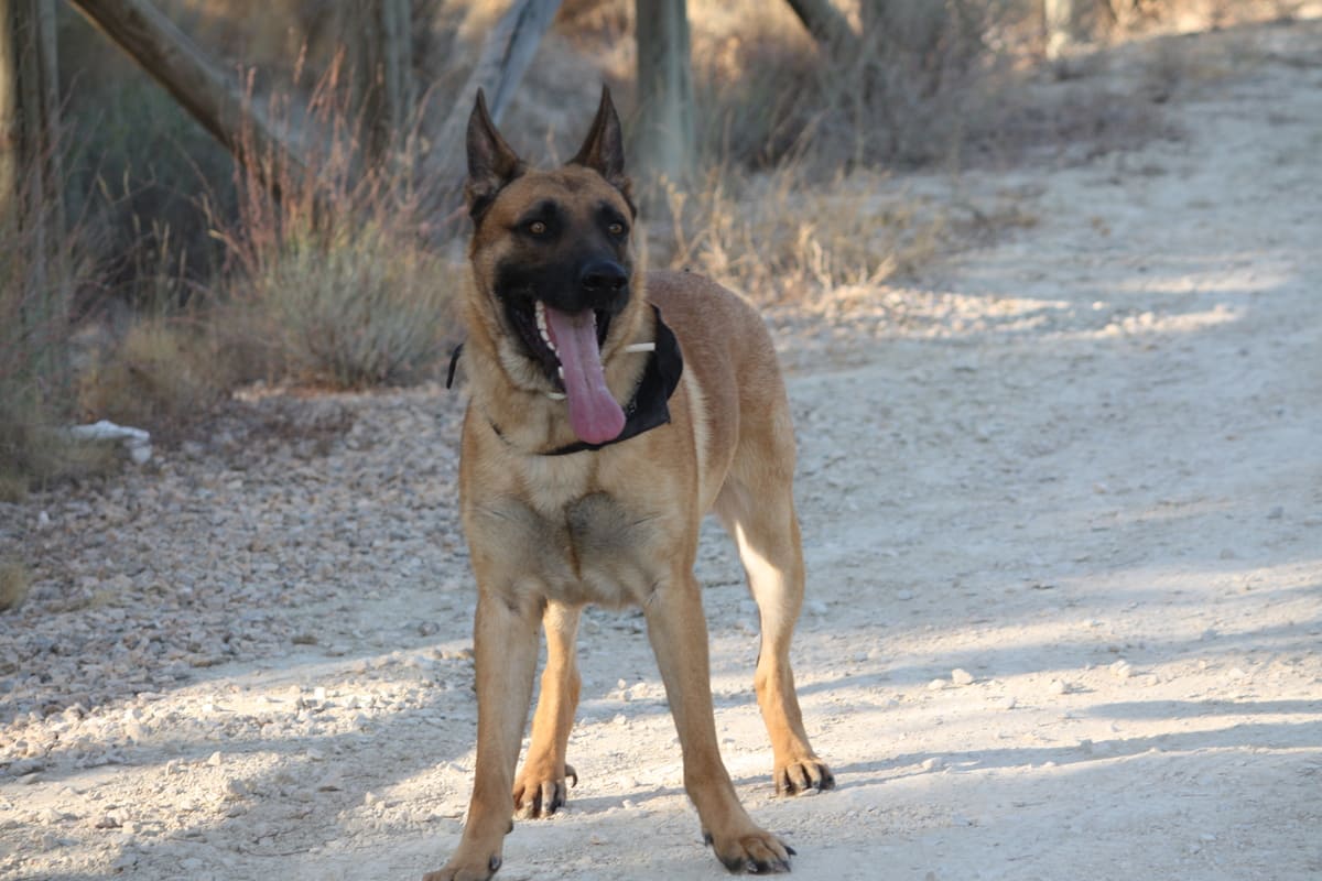 2009_0829tinabodayperros0085