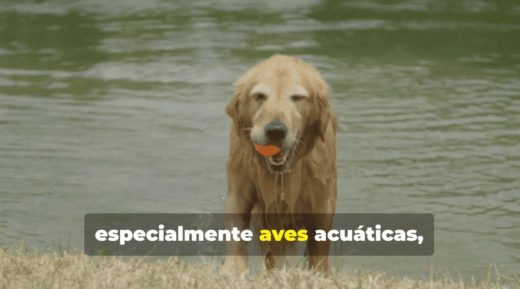 Captura de pantalla 2025-07-16 a las 13.33